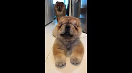 Cute Doggo Wears Glasses