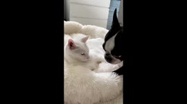 Sunday Snuggles  Dog Enjoying Tongue Bath From A White Cat Friend