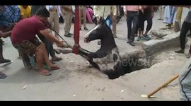 Horse rescued after falling into open manhole in northern India
