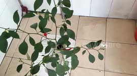 Pepper tree grows out of toilet floor in Chinese dorm