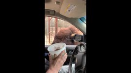 Feeding The Greedy Buffalo