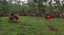 Moo-ve it! Cow races in Indonesia are fascinating fun