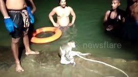 Massive rescue operation for monkey stranded in Indian reservoir