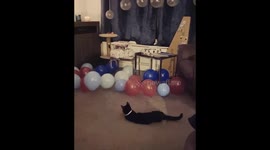 Funny kitten plays with balloons