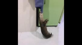 Baby otter tries to steal an apron while swirling around himself in the air