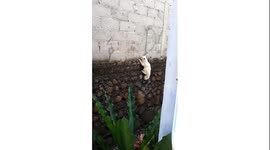 the funny action of a cat climbing the walls of the house like a rock climbing athlete