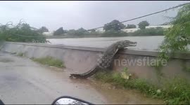 Large crocodile in India awkwardly climbs over bank to get back into the lake