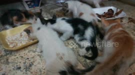 Sofi Kitten House Of Cats