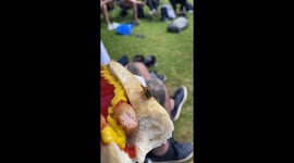 Buzz off! Peckish wasp swoops in and steals chunk of woman's hot dog at UK rugby game