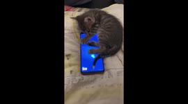 Cute little furry virtual hunter. IT cat scholarship please :)