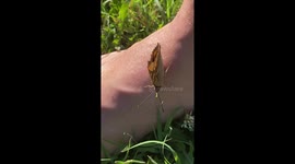 Some kind of butterfly captured with iphone 11 pro 2x zoom
