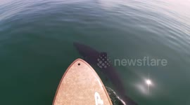 Great white shark swimming right under my paddle board