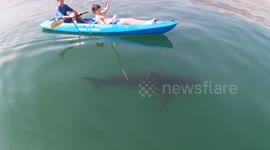 Great white swims right under 2 boys in a kayak