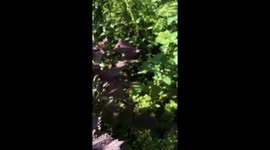 Bug life perspective captured with iphone 11 pro’s slow motion camera