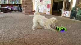 Cute Dog Vs. Remote Control Car