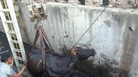 Animal rescuers lift cow out of fifteen-foot canal in central India