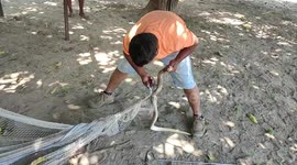 Angry cobra rescued from fishing net in southern India