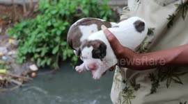 Indian officials rescue puppies trapped in pipe after land caves in
