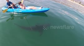 Terrifying moment kayakers circled by 'very calm' great white shark on California coast