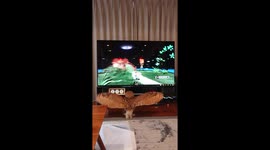 Owl have none of that! Pet bird slams into TV to catch 'prey'