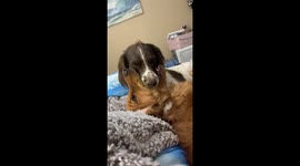 Dog Kissing Another Dog  The Video with the Sound is Even Better