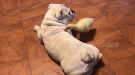 Dog and Duck Hang out Together