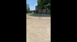 Dog Slides Downhill In Sand, Enjoy The Slomo