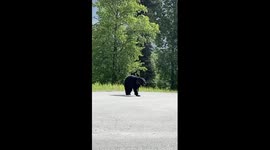 Black Bear Crossing the Road With a Wounded Leg