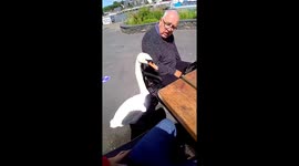Swan Steals a Chip From Mans Mouth