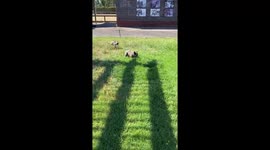 French Bulldog Playing on Grass