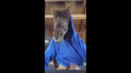 Horse Participating in TikTok Video