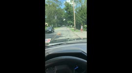 Dog Sitting In the Middle Of The Road Refuses To Go Inside