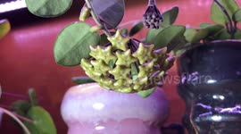 TimeLapse Watch Flowers Bloom Before Your Eyes