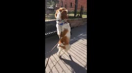 Three Legged Dog Doing his Daily Walk