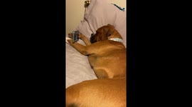 Boxer Dog Watching YouTube Videos Before Sleeping