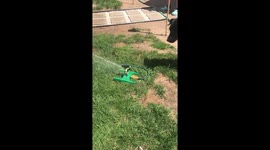 Dog Attacks Sprinkler