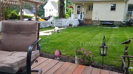 Bull Terrier Dog Takes Control Of the Sprinkler to Water the Lawn