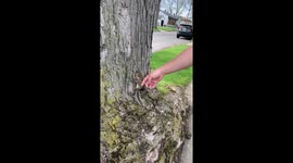 Baby Squirrel Rescued