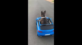 French Dog Waldorf Driving His Car