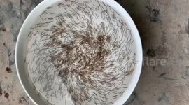 This baby shrimp swarm is oddly mesmerising
