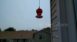 Hummingbird gliding caught on video