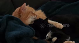 George and Sas are grooming each other 191228-2