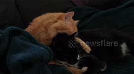 George and Sas are grooming each other 191228-3