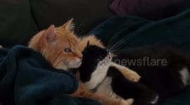 George and Sas are grooming each other, and sometimes biting 191228-4
