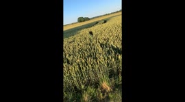 Crazy dog jumps