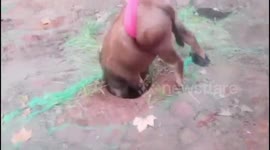 Chinese firefighters rescue 200 kg buffalo trapped in narrow sewer