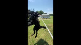 Little girl gets tackled by a dog