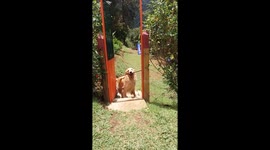 Dog Cant Walk Through Door with Giant Stick in Mouth  Its a WIN