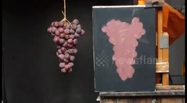 Bunch of Grapes, painting from life