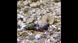 Crab Moving Shells